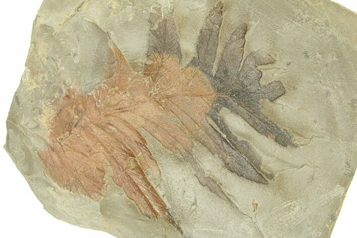 Paleocene Fossil Fern Leaf (Onoclea) - Montana #271004